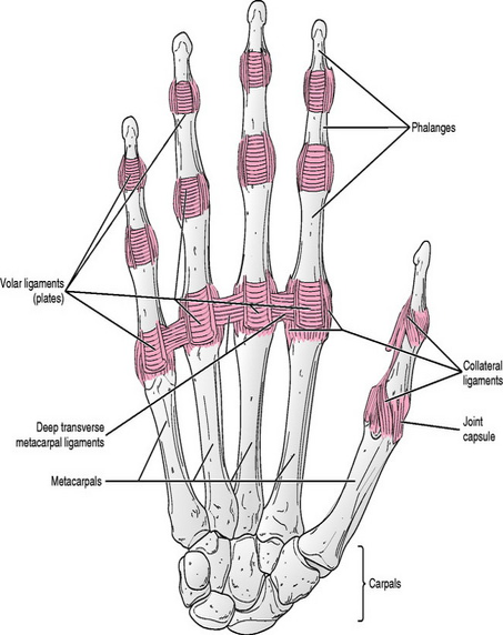 \-Extreme Mobility

\-Saddle Joint

\-Flexion/extension

\-Abduction/Adduction

\-Opposition/Reposition