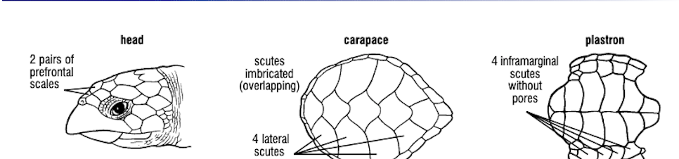 <p>What turtle species has 2 pairs of prefrontal scales, 4 lateral scutes, and 4 inframarginal scutes without pores?</p>