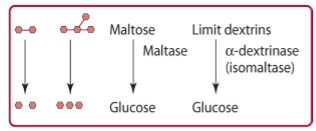<p>maltose, maltotriose, and isomaltose are further hydrolyzed in the brush border by the enzyme maltase or isomaltase (alpha dextrinase) to glucose. isomaltase is the sole carbohydrase capable of hydrolyzing alpha (1,6) glycosidic bonds</p>