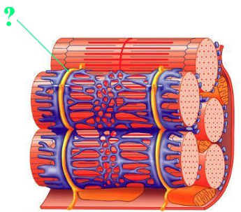 <p><span>Identify the indicated structure.</span></p>