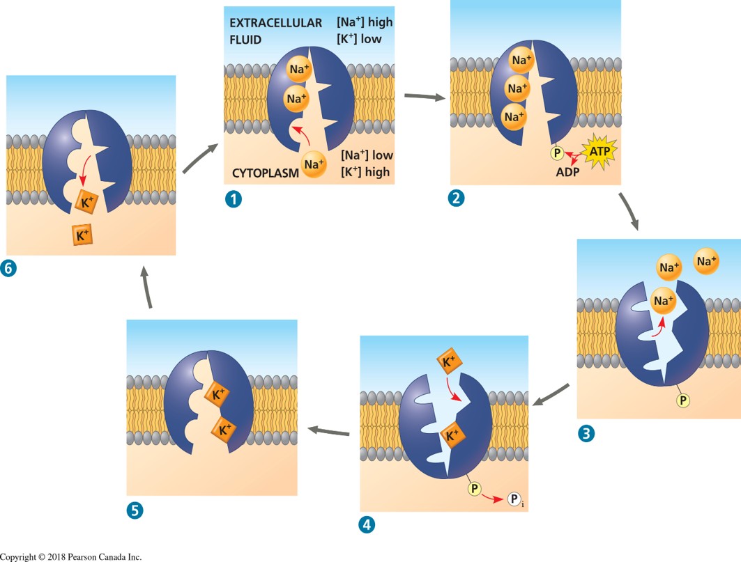 knowt flashcard image