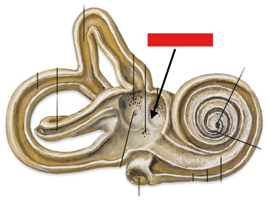 <p>Which part of the ear is:</p><ul><li><p>Central body of bony labyrinth</p></li></ul><p></p>