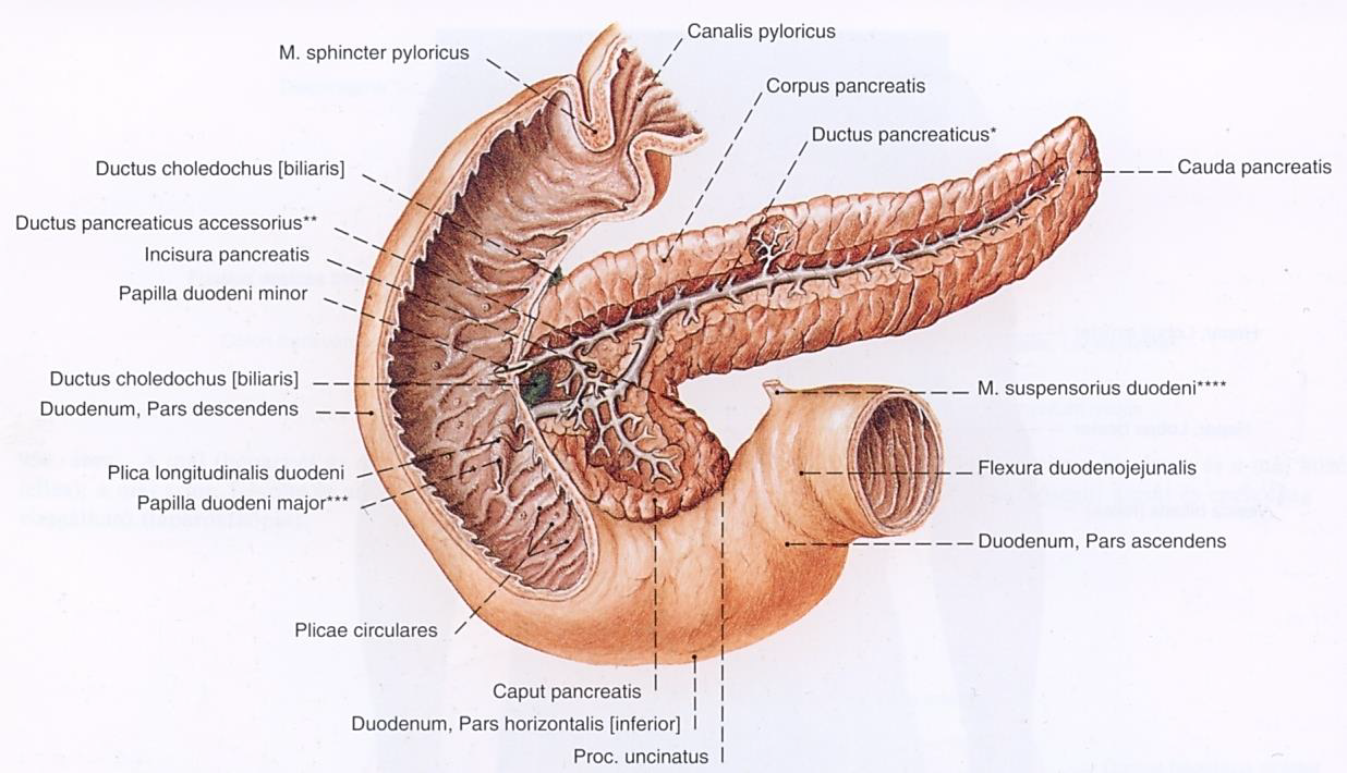 <p>lipázok (epesavak hatására aktiválódnak), proteázok (tripszin, kimotripszin), szénhidrátbontó enzimek (amiláz). A hasnyál két vezetéken keresztül jut a duodenumba.</p>