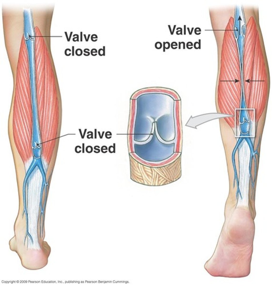 <p>They help prevent the backflow of blood.</p>