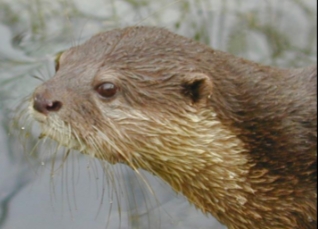 <p>Lontra canadensis</p>