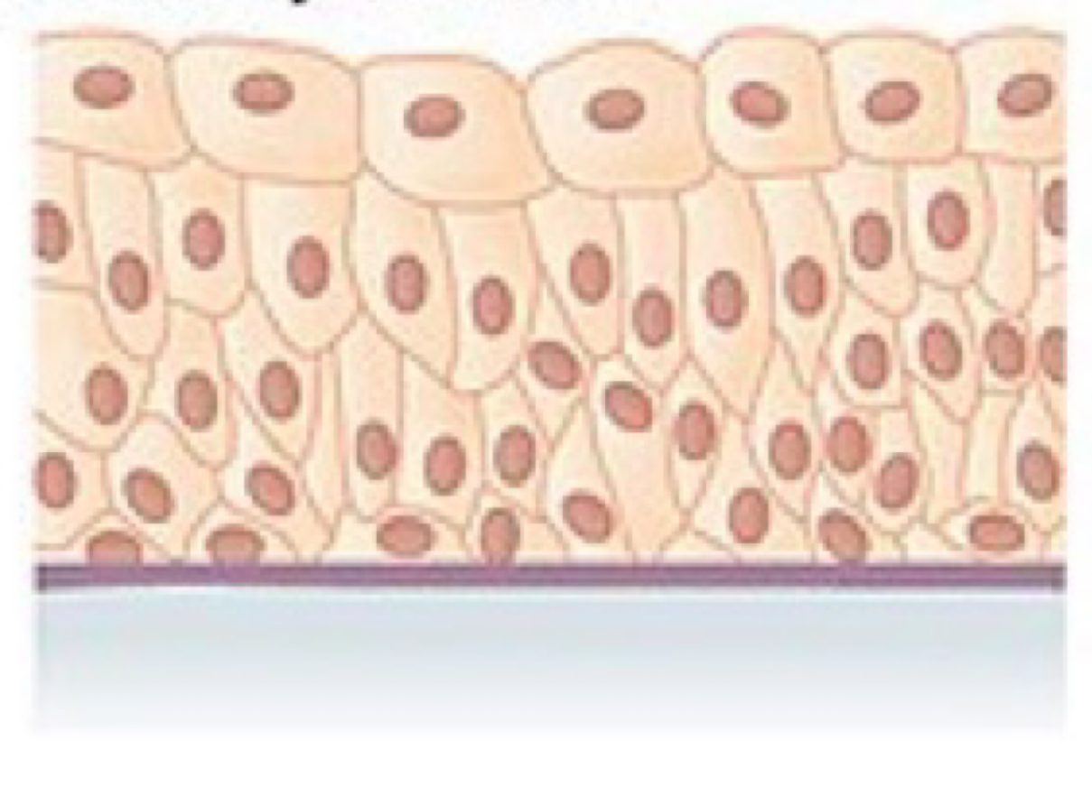 <ul><li><p><strong>Location</strong>: Lines the bladder, urethra, and the ureters.</p></li><li><p><strong>Function</strong>: Allows the urinary organs to expand and stretch.</p></li></ul><p></p>