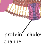 <p>pores or holes in the membrane that let a specific substance through.</p>