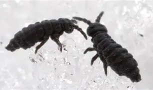 <p>This Collembola family has an elongate body, with abdominal segments nearly equal in size, with a short or absent Furcula. These Springtails are usually pigmented (gray, yellow, purple, blue, or greenish), they usually have eyes, and many are found on snow (snow fleas). </p>