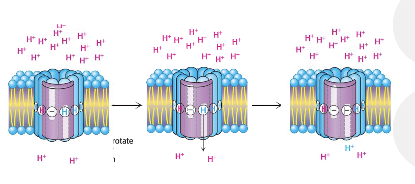 <p>Step 3 - Proton Release</p><p></p><p>Protonated c subinit reaches the matrix facing ½ channel (since all the other ½ channels of the a subint have H on them, and each are waiting their turn to arrive to the matrix facing ½ channel) → high pH of matrix favors deprotonation → H+ in the Matrix ½ channel is released into the matrix via the ½ channel.&nbsp;</p><p></p><p>Step 4 - Cycle continues</p><p></p><p>The Deprotonated c subunit rotates again → The next H+ will come in and bind repeating the process</p><p></p><ul><li><p>Continous rotation is driven by proton flow</p></li></ul><p></p>
