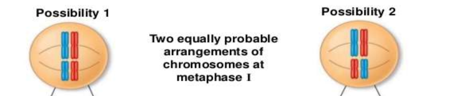 all chromosome pairs line up independently of one another, creating lots of biological diversity; happens during metaphase I