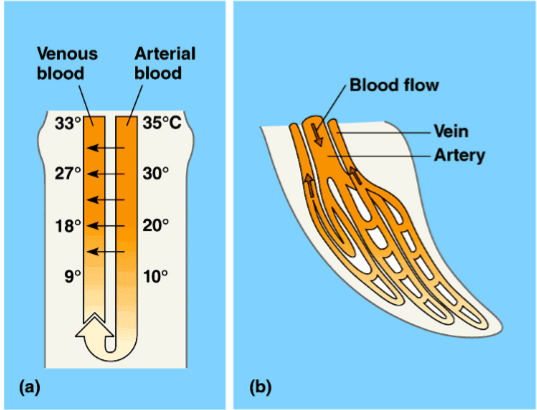 <p>artery and vein in close proximity, some heat lost from arterial blood coming from trunk transfers to the vein coming away from extremities by conduction, raises temperature of the venous blood as it re-enters trunk</p>