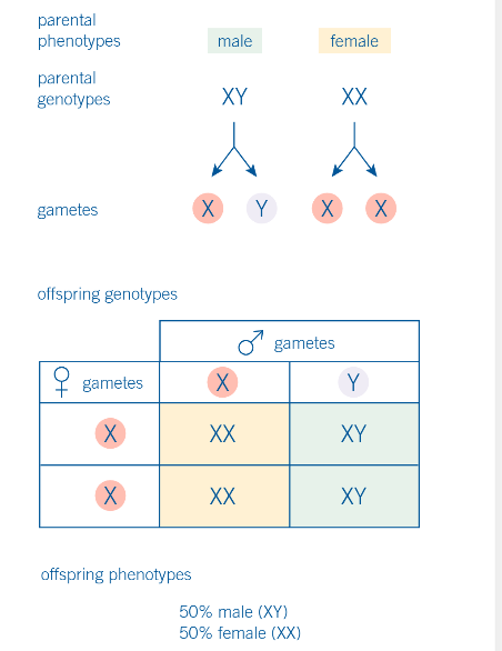 <p>what does this image show</p>