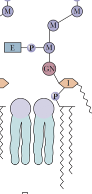 <p>An oligosaccharide typically consisting of a conserved tetrasaccharide core of three mannose residues and a glucosamine, which can be altered by addition of galactosyl side chains of various sizes and extra phosphoethanolamines</p>