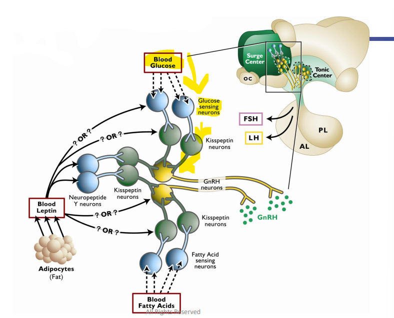 <p><strong>Metabolic Factors and Onset of Puberty&nbsp;</strong></p><p><span style="color: blue;"><strong>Glucose </strong></span>→ Fuels <strong>Glucose Sensing Neurons</strong> → Innervates <strong>Kisseptin Neurons</strong> → Innervate ____________</p>