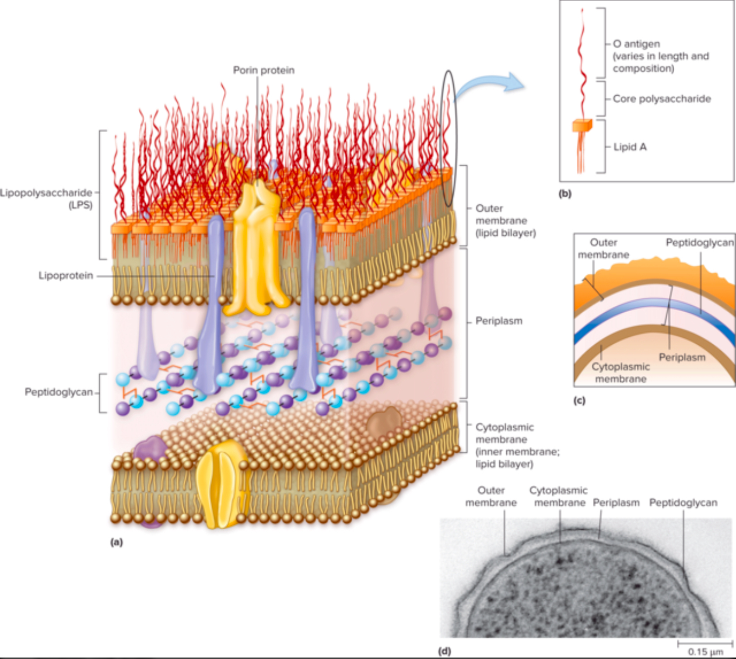 <p>Lipid A is a PART OF THE LPS that ANCHORS IT DOWN TO THE OUTER MEMBRANE</p><ul><li><p>It helps <strong>RECOGNIZE INVADING BACTERIA</strong> and <strong>RESPONSIBLE FOR THE TOXIC EFFECTS OF LPS </strong></p></li></ul><p></p><p>Connection: LPS is an ENDOTOXIN because of the LIPID A that are embedded onto the LPS</p><ul><li><p>The lipid A is responsible for the toxic effects so that’s why there could be infectious symptoms when the cell dies and releases LPS </p></li></ul><p></p>