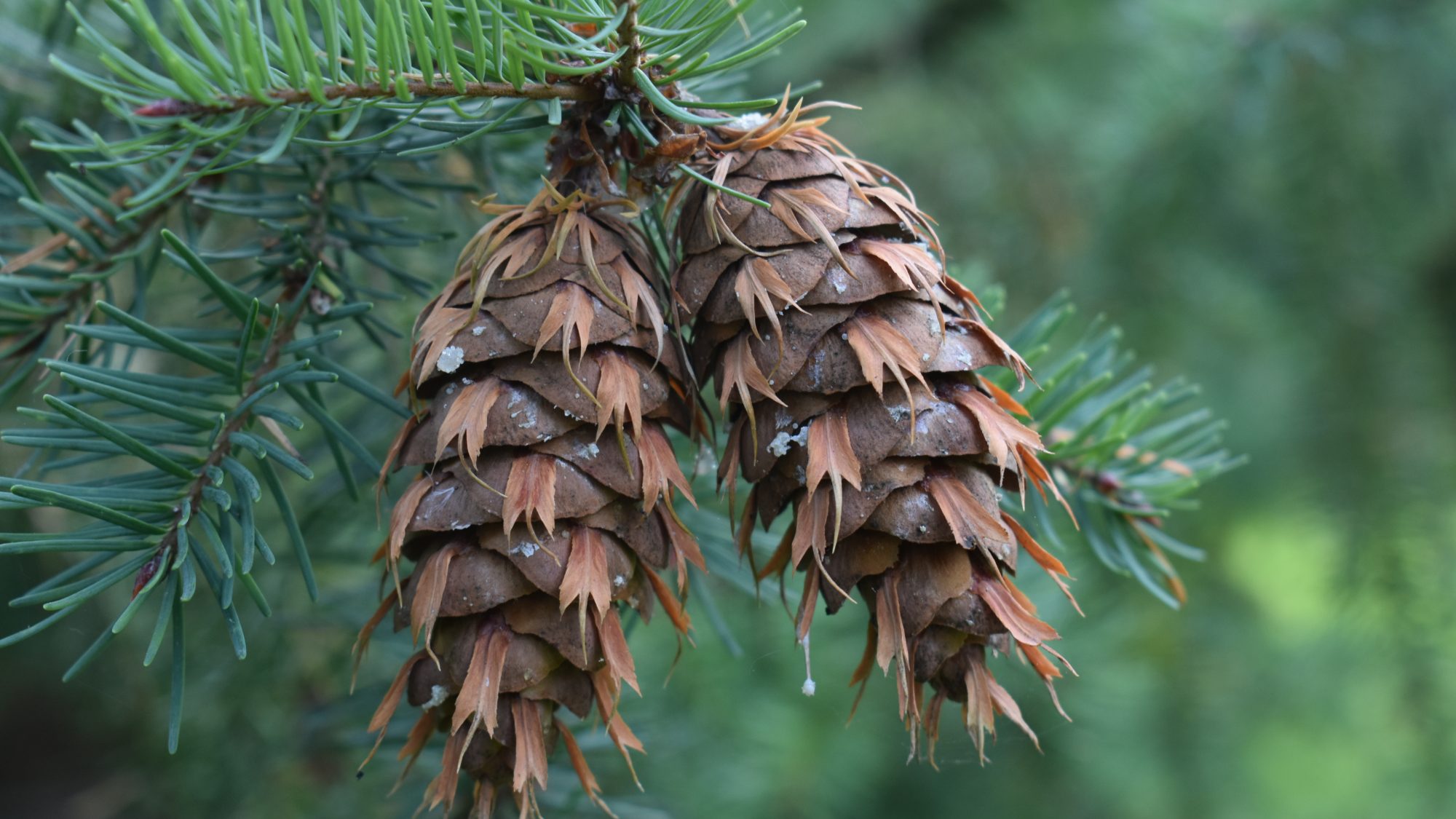 <p>Douglas-fir, Pseudotsuga menziesii, Pinaceae</p>