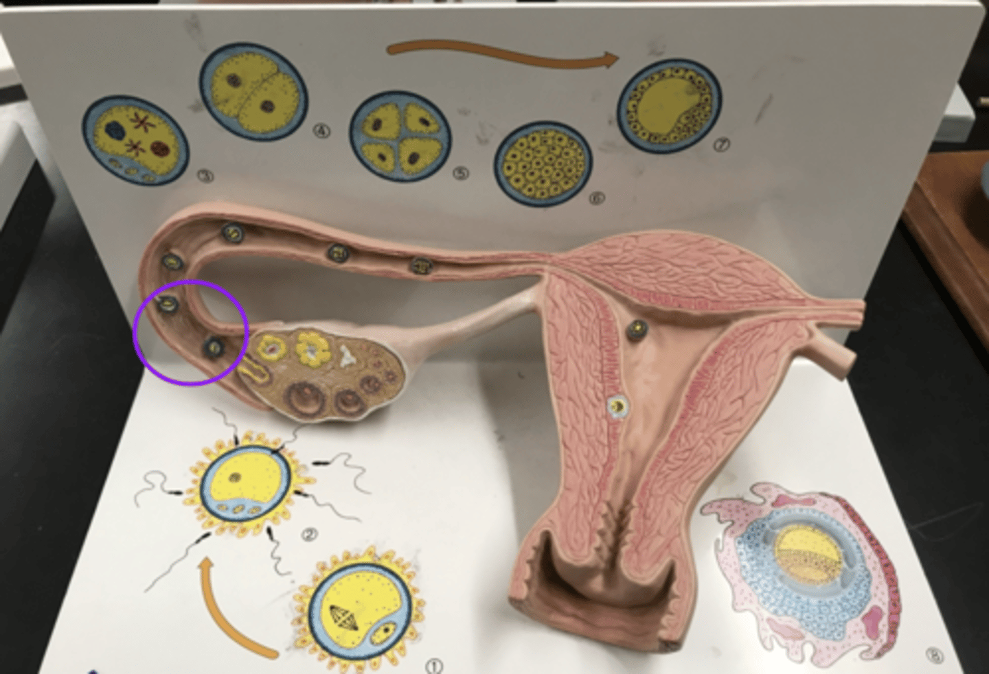 <p>Once in the uterine tube after fertilization. Secondary oocyte is what becomes fertilized.</p>