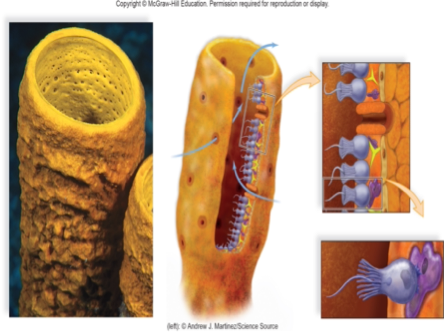 <p>This is a question with multiple correct answers</p><p>Which of the following apply to the sponge in the image?</p><p>&nbsp;</p><p>A. no true tissues</p><p>B. animal</p><p>C. skeleton with spicules or protein spongin</p><p>D. asymmetrical</p><p>E. cnidarian</p><p>F. fungus</p><p>G. radial symmetry</p><p>H. cnidocytes</p>