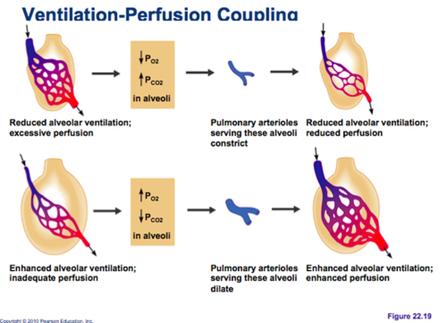 <p>matching of alveolar ventilation with pulmonary blood perfusion</p>