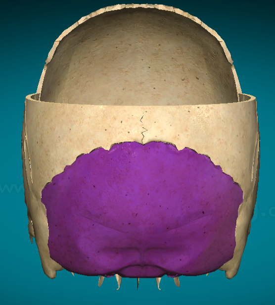 <p>What bone of the cranium is this?</p>