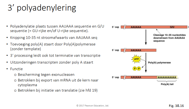 <ul><li><p>polyadenylatie plaatst tussen AAUAAA seq een G/U seq (GU-rijke en / of U)rijke sequentie)</p></li><li><p>knipping 10-35 nt stroomafwaarts van AAUAAA seq</p></li><li><p>toevoeging poly-A-staart door poly(A)polymerase (zonder template) en gebruikt ATP</p></li><li><p>3’ processing leid ook tot terminatie transcriptie (RNA pol II dissocieert)</p></li><li><p>uitzonderingen: transcripten zonder polyAstaart (zoals mRNA van histonen)</p></li><li><p>Functie</p><ul><li><p>beschermen tegen exonucleasen</p></li><li><p>betrokken bij export mRNA uit kern naar cytoplasma</p></li><li><p>betrokken bij initiatie van trasnlatie</p></li></ul></li></ul><p></p>