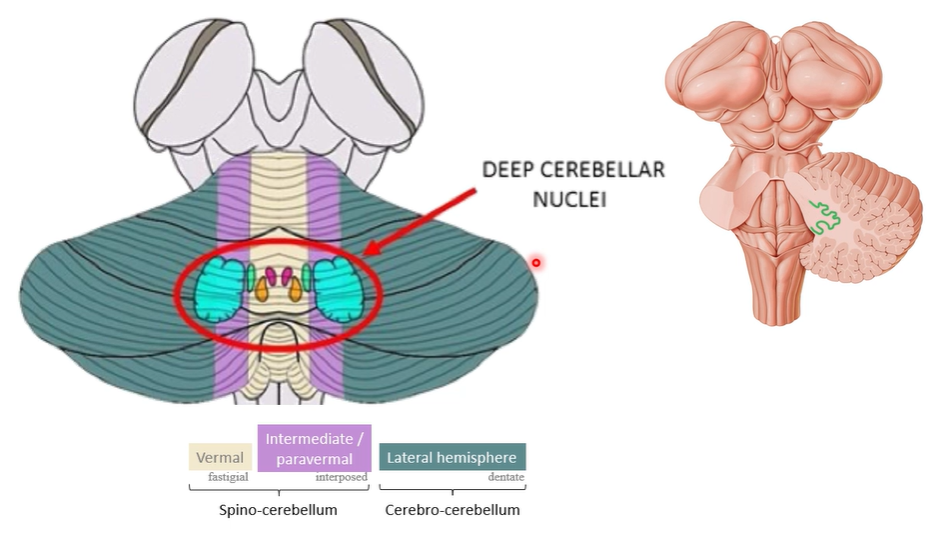 <ul><li><p>output from the cerebellum to the rest of the brain = through deep cerebellar nuclei</p></li><li><p>they send outputs to the motor structures of the cerebellar cortex</p></li></ul><p></p>