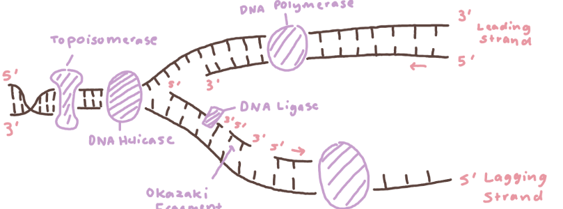 <ul><li><p><strong>topoisomerase </strong>- <em>relaxes </em>the supercoil at the <u>replication</u><strong> </strong><u>fork</u></p><ul><li><p>replication fork - the area the 2 strands separate</p></li></ul></li><li><p><strong>DNA helicase </strong><em>unwinds</em> (unzips) the DNA strand</p></li><li><p><strong>DNA polymerase </strong>synthesizes new strands (the builder)</p><ul><li><p>needs <strong>RNA primers</strong> to START synthesis</p></li><li><p>attaches to <strong>3’</strong> of template strand</p></li><li><p>builds strand in <strong>5’-3’ direction</strong></p></li></ul></li><li><p><strong>DNA ligase </strong><em>joins</em> the <u>okazaki fragments</u> together on the lagging strand (works as “glue”!)</p></li></ul>