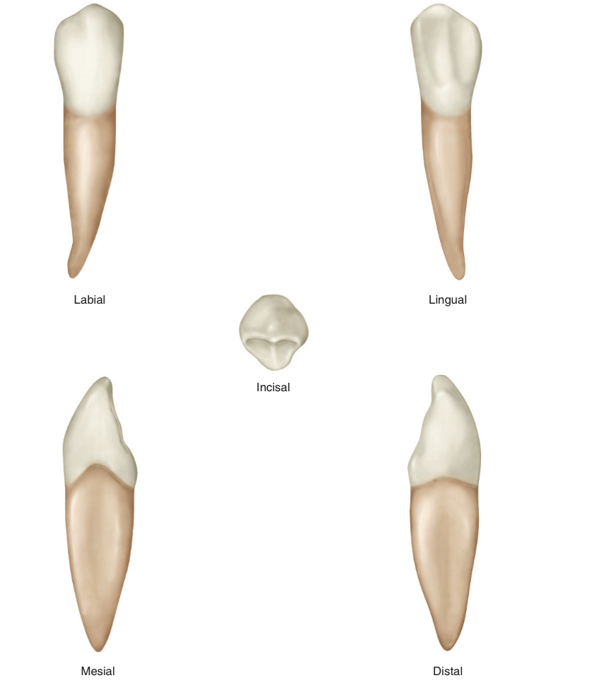 <p>What tooth number is this?</p>