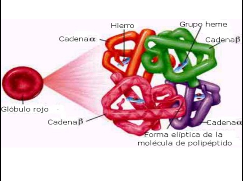<p>Tetrámero compuesto por 2 cadenas alfa y 2 cadenas beta, cada una con un grupo hemo que puede unir oxígeno.</p><p>Globina reduce la afinidad del hierro por el CO2, dificultando que el CO se una al hierro.</p><p></p><p>Con 4 sitios de unión para el oxígeno (en cada grupo hemo de las 4 cadenas)</p>