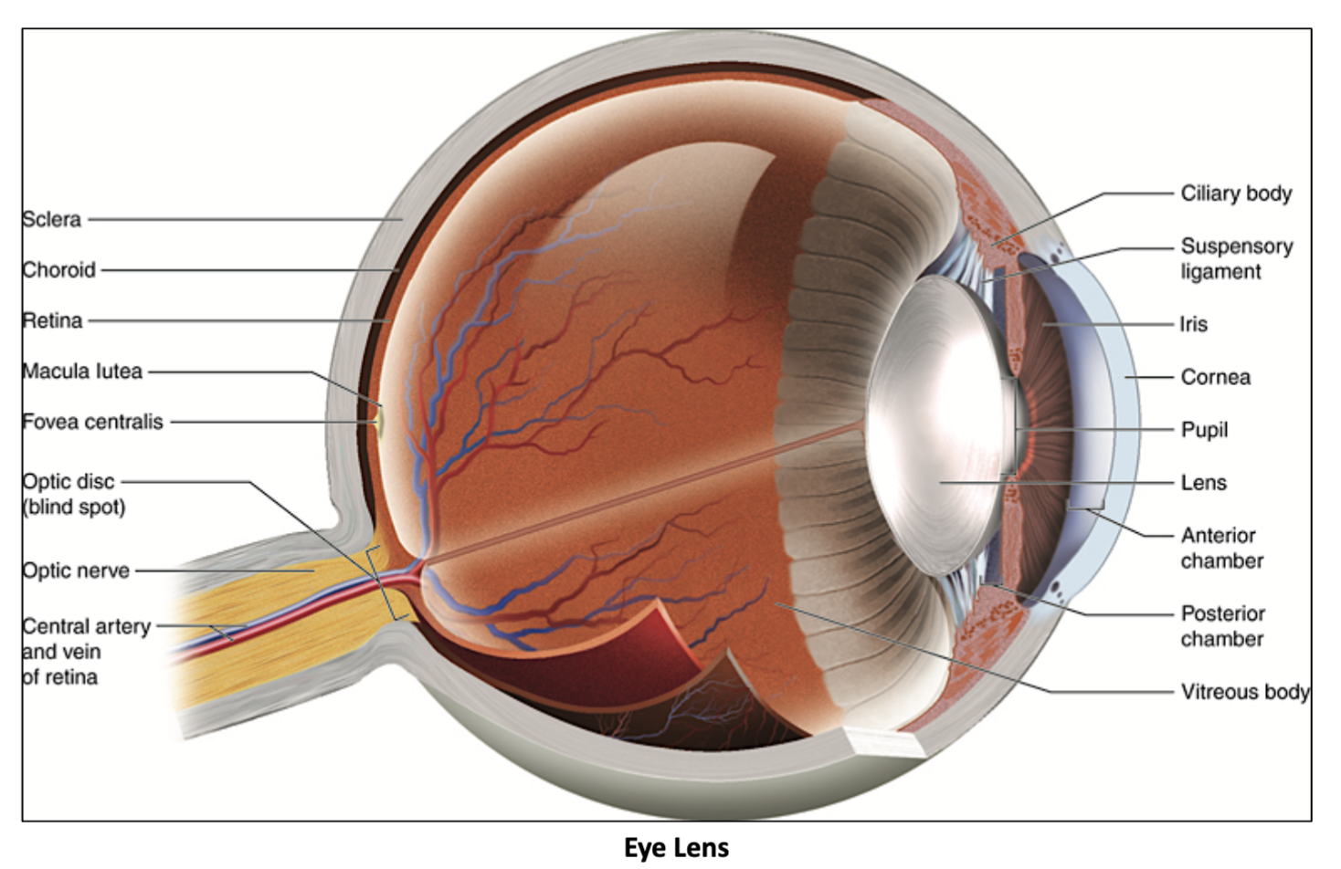 <p>By the <strong>suspensory ligament</strong> (ciliary zonule) attached to the <strong>ciliary body.</strong></p>