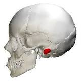 <p>mastoid process (lateral view)</p>