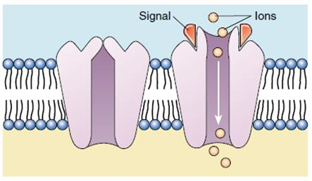 <p>Chemically gated ion channel</p>