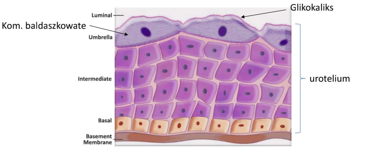 <p>Na powierzchni tego nabłonka (wyściełanie światła dróg moczowych) znajdują się komórki baldaszkowate, zwane także parasolowatymi (ang. umbrella cells). Jak szerokie baldachimy, albo parasole, pokrywają mniejsze głębiej położone pozostałe komórki nabłonka. Komórki baldaszkowe tworzą barierę dla toksyn znajdujących się w moczu (pokryte są glikokaliksem i specyficznymi białkami barierowymi jak uroplakiny)oraz mają zdolność silnego rozciągania się (ważne dla wypełniania się pęcherza moczem).</p>