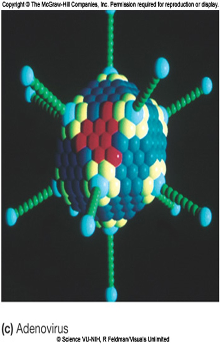 <ul><li><p><span>An icosahedron is a geometric shape with 20 equilateral faces and 12 vertices.</span></p></li><li><p><span>Most viruses have this type of capsid shape.</span></p></li></ul>
