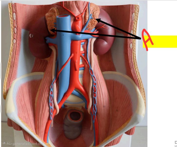 <p>Identify the gland and mention the names of its 4 secretions </p>