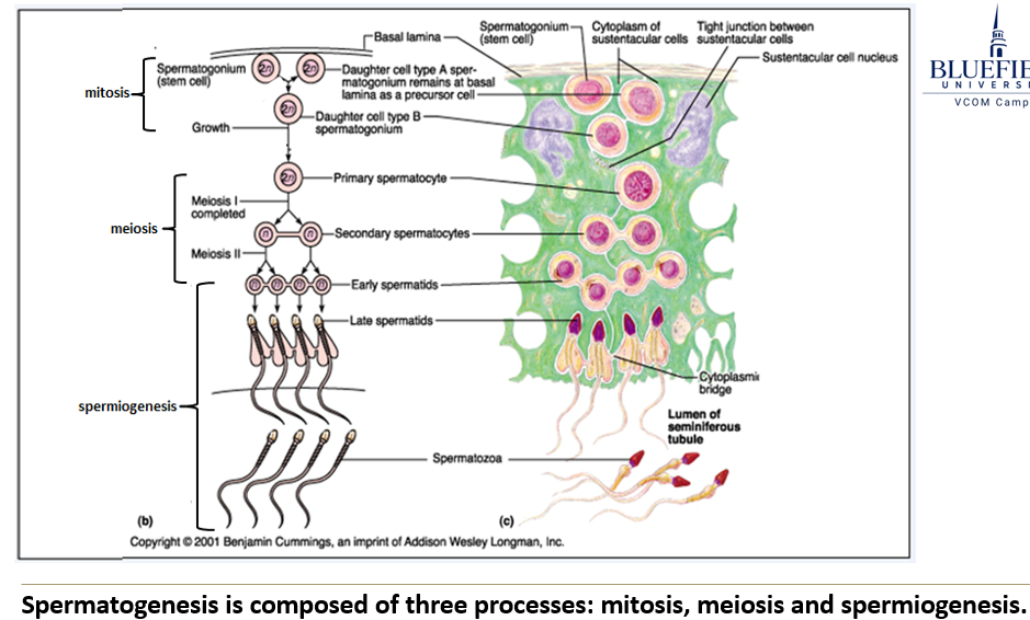 <ol><li><p><strong>Mitosis:</strong> creates stem cells (spermatogonia), some of which become primary spermatocytes.</p></li><li><p><strong>Meiosis: </strong>produces haploid cells (spermatids) through two divisions.</p></li><li><p><strong>Spermiogenesis: </strong>transforms spermatids into mature sperm (spermatozoa).</p></li></ol><p></p>