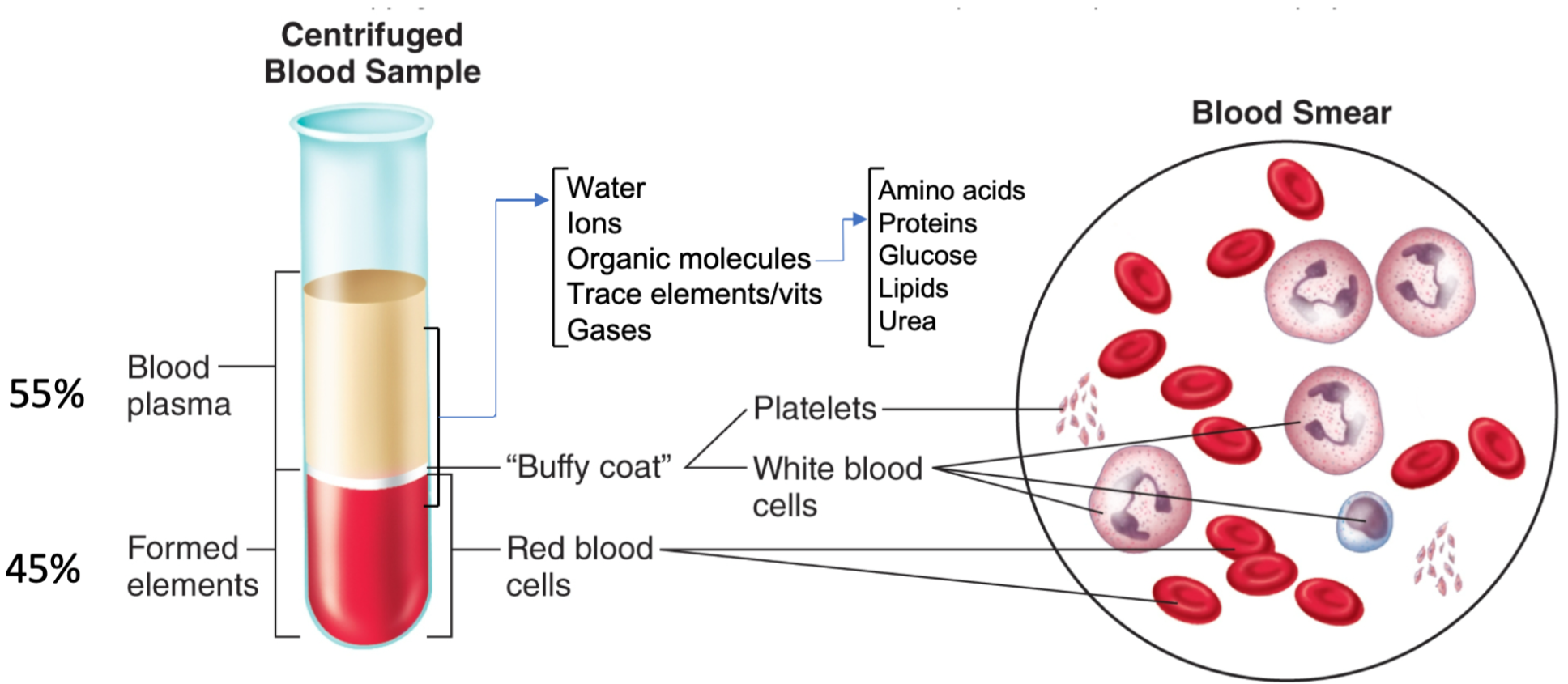 <ol><li><p>Major blood component</p></li><li><p>Fluid part of blood</p><ol><li><p>Water</p></li><li><p>Dissolved solutes</p></li><li><p>Proteins (make up 7-8% of plasma)</p></li></ol></li></ol>