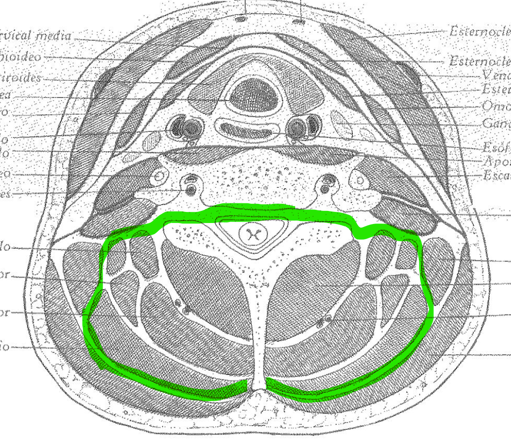 <p>Fascia cervical</p><p>Capas de tejido conectivo envolvente</p><p>Proporcionan soporte y protección a los órganos y tejidos</p><p>Permite deslizamiento suave entre estructuras, facilitando movimiento muscular.</p><ul><li><p>Prevertebral</p><ul><li><p>Músculos pre-vertebrales</p></li><li><p>Recto anterior, recto mayor, anterior menor, largo del cuello</p></li></ul></li></ul><p></p>
