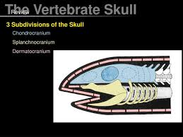<p>splanchnocranium</p>
