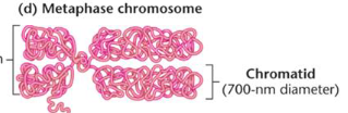 <p>the coiled chromatin fibers are compacted into the chromosome arms of a chromatid </p>