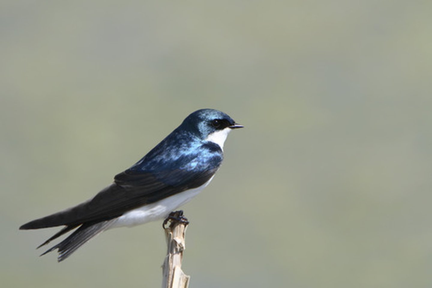 <p>Neotropical migrant</p>