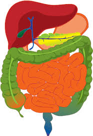 <p>Muscular organ that receives food from the esophagus</p>