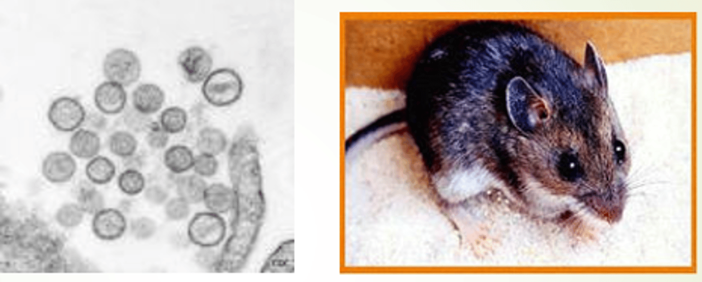 <p>If injecting this virus into this species, what ABSL precautions should be taken?</p><p>a)1</p><p>b)2</p><p>c)3</p><p>d)4</p><p>e)5</p>