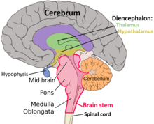 <p>Cerebrum, Cerebellum, Brain stem, Diencephalon, Limbic System, Reticular Activating System</p>