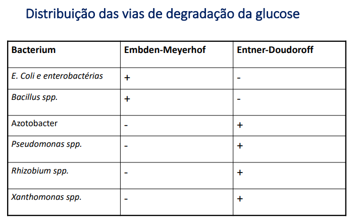 <p>Glicólise - transformação de glucose em piruvato</p><p>•Embden-Meyerhof </p><ul><li><p>2 ATP e 2 NADH</p></li></ul><p>•Entner-Doudoroff</p><ul><li><p>1 ATP, 1 NADH e 1 NADPH</p></li></ul><p>•Pentose fosfato</p>