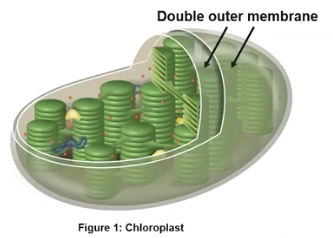 <p>Chloroplasts</p>