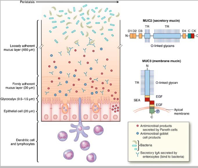 <p>What does mucous consist of ?</p>