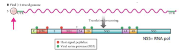 <p><span>Le génome est un </span><strong>long ARNm polycistronique</strong><span> (contrairement à l’ARNm cellulaire monocistronique qui ne code pour une seule protéine) car toutes les parties codantes sont à la suite l’un de l’autre.</span></p>