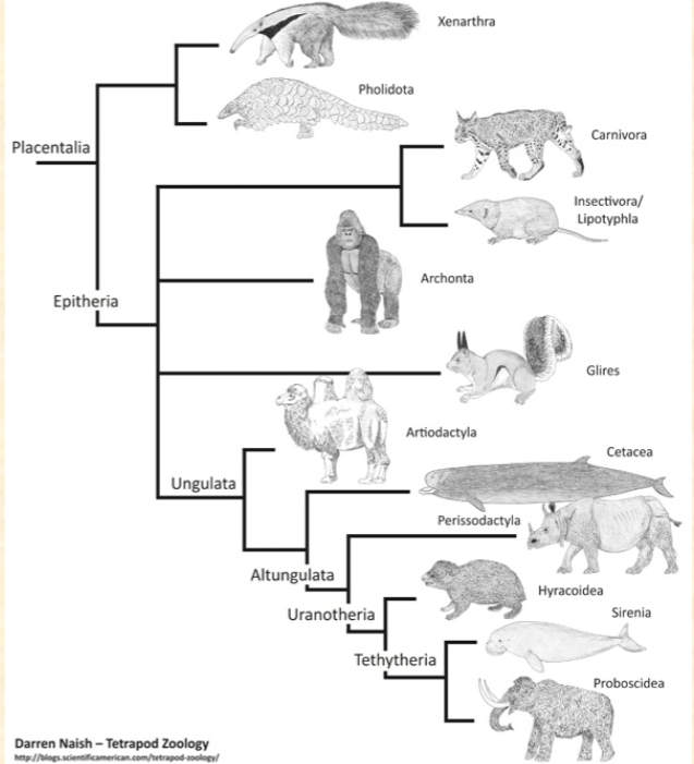 <p>Example of polyphyly (a<br>polyphyletic trait)<br>A. Mammals with teeth<br>B. Mammals with fur<br>C. Mammals with fins<br>D. Mammals with tails</p>