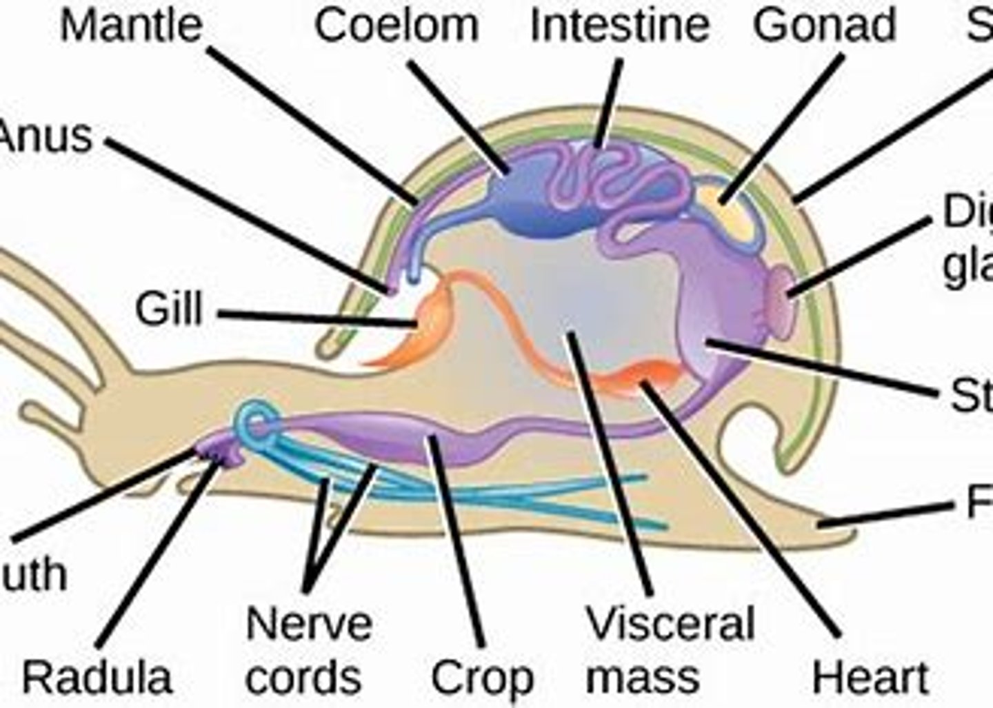 <p>Gastropods nervous system is characterized with ___ _______ located in the head-foot and visceral mass</p>